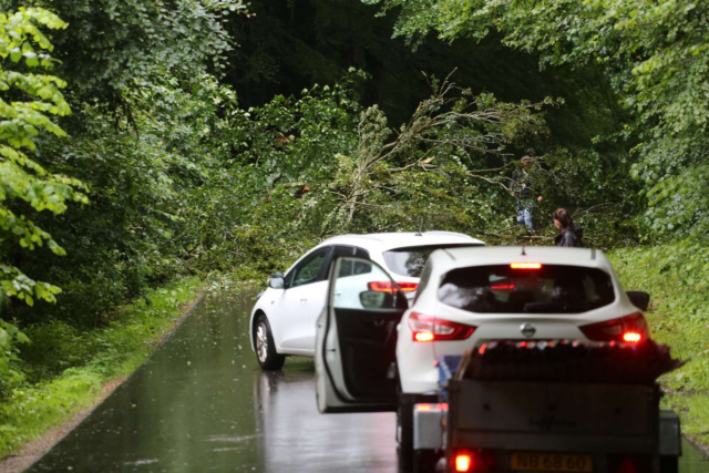 Kæmpe træ vælter ned foran bilister