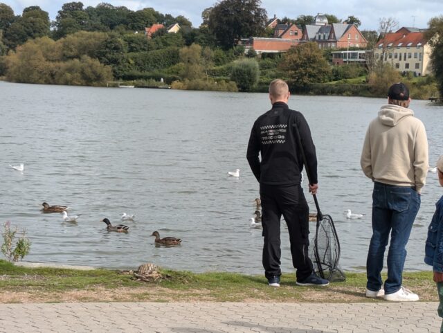 Hjælpeløst dyr i sø: Bekymrede borgere ser til