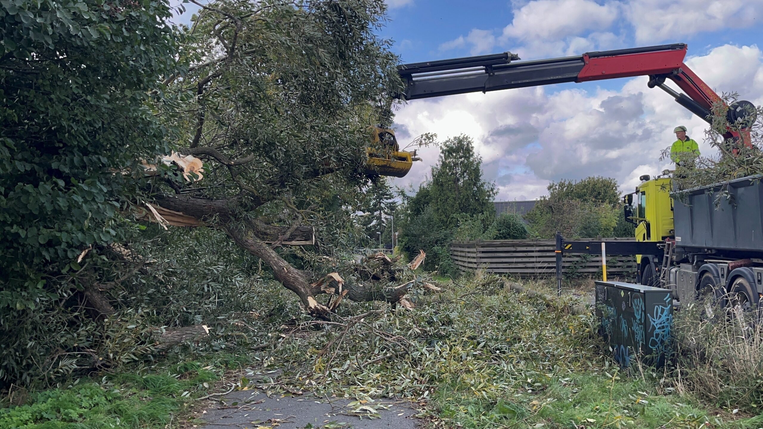 Væltet træ på cykelsti