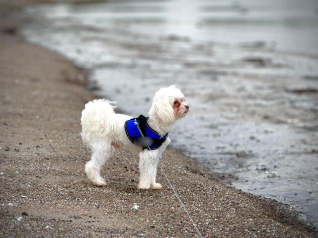 Har du hund skal du læse med her: Fra 1. oktober sker det