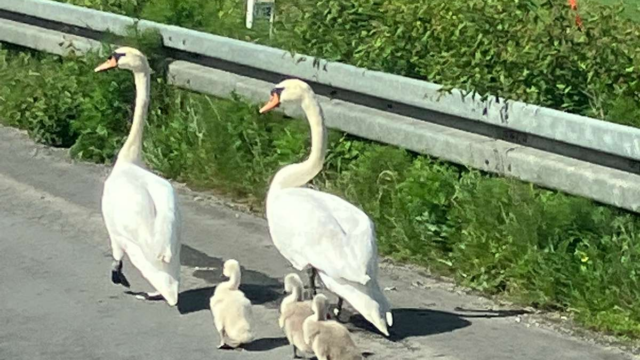 Kør forsigtigt: Svane går på motorvejen