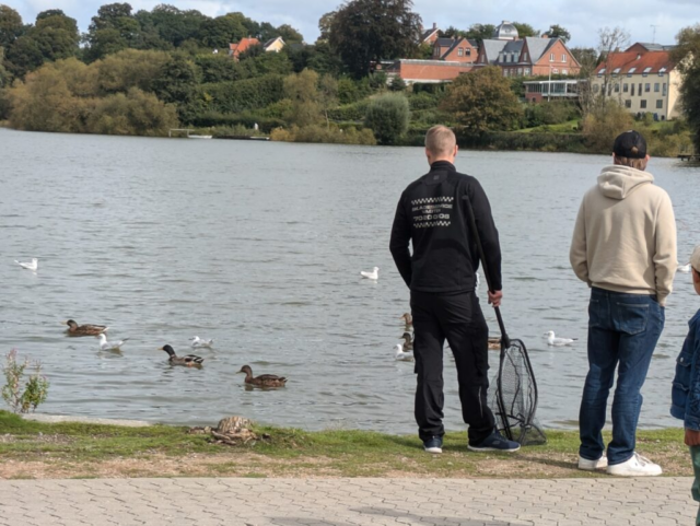 Flere skildpadder sluppet løs i København