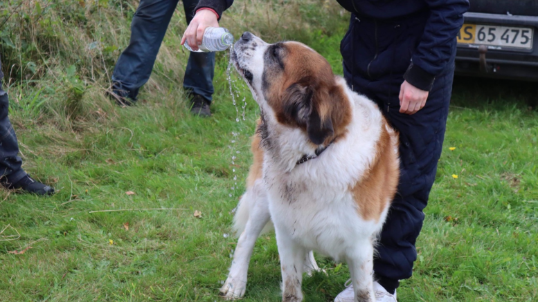 Hund sjov træning