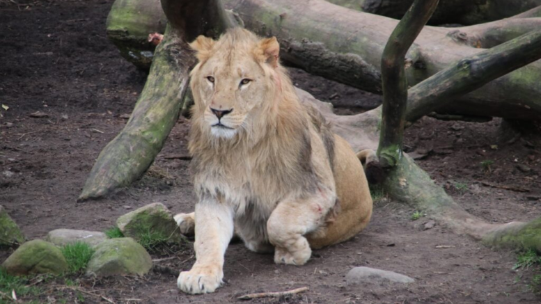 Mange gæster i Københavns Zoo fik pludselig et stort chok, da der skete noget ud over det sædvanlige i løveburet