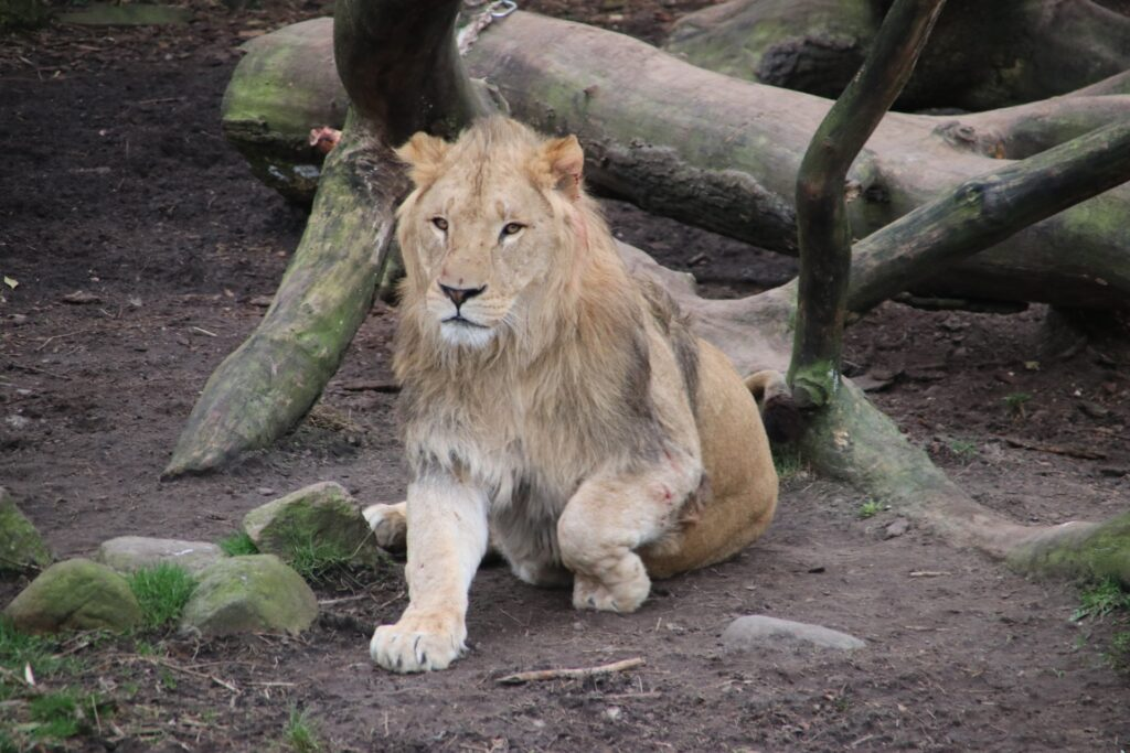 Mange gæster i Københavns Zoo fik pludselig et stort chok, da der skete noget ud over det sædvanlige i løveburet