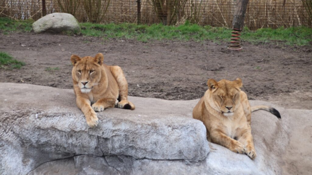 Løveungerne i Zoologisk Have får første tjek: Sådan klarer de sig