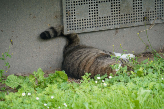 I et hus fyldt med affald: Kattene spiser hinandens lig