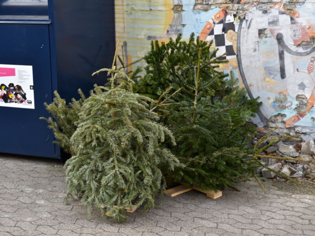 De afhenter dit aflagte juletræ