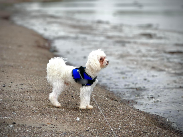 Dyrlæge afslører, hvor tit du faktisk bør gå tur med din hund