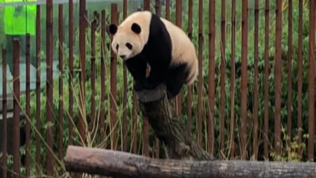 København Zoo deler stor nyhed: Åbner i legendariske lokaler