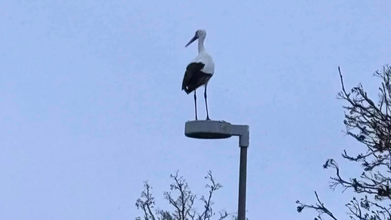 Stork