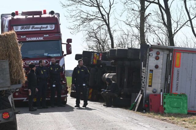 Frygteligt: Grisetransport med 700 svin væltet – aflivninger foretages