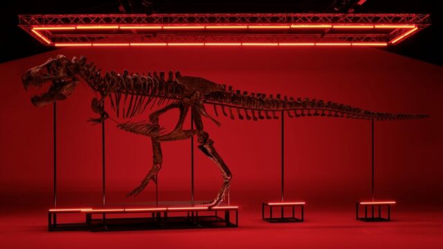 Dinosaurernes konge indtager Danmark