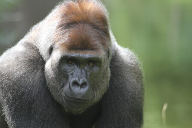 Kan 100 mænd besejre en gorilla? Dansk zoolog giver nu svar