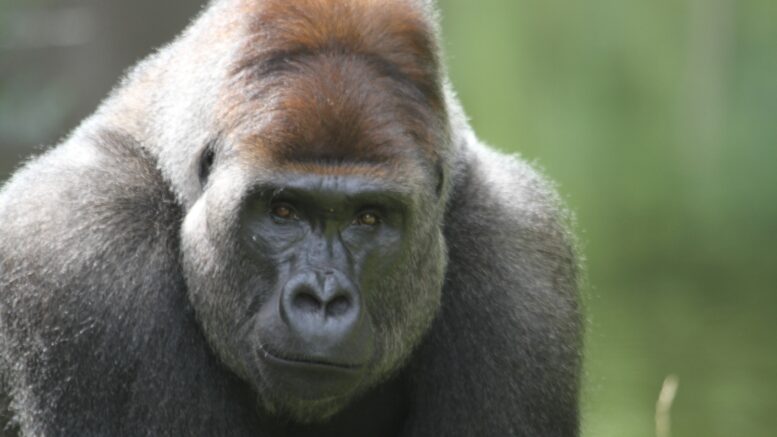 Gorilla