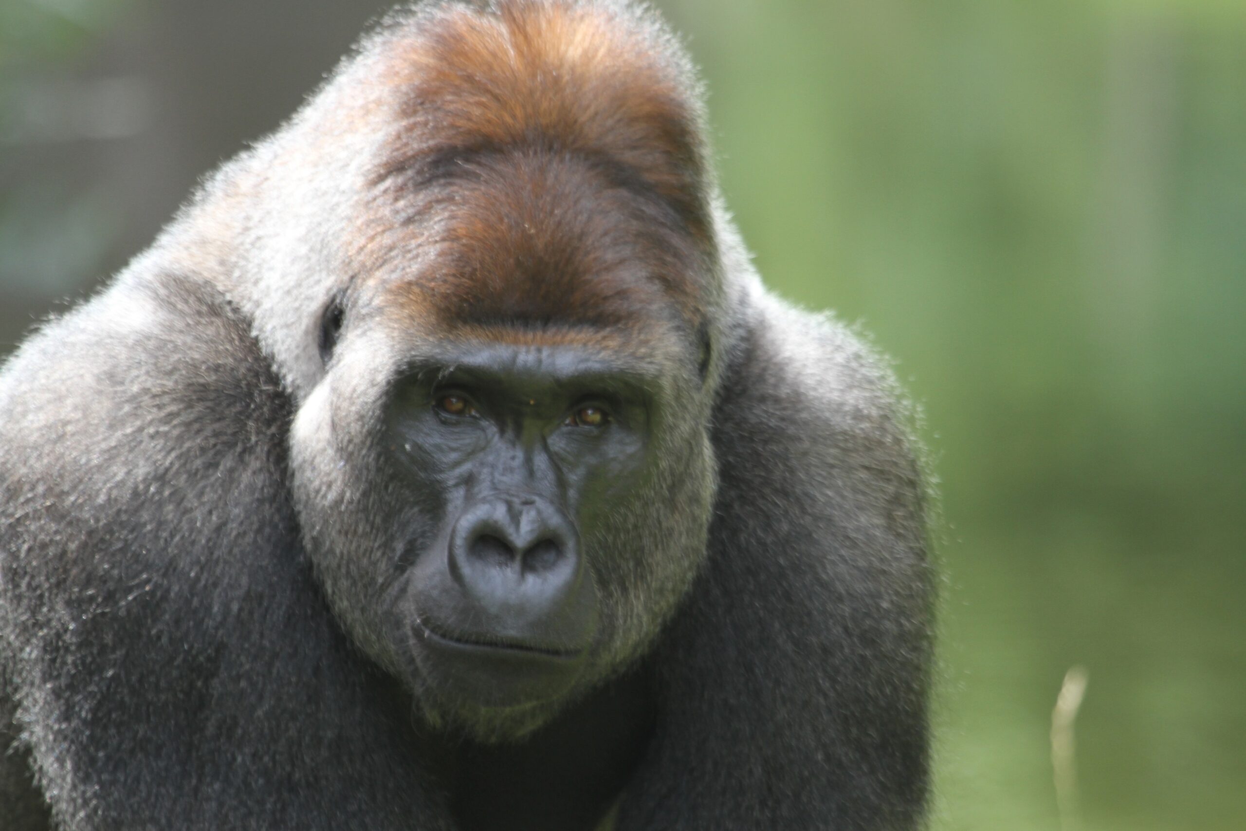 Gorilla
