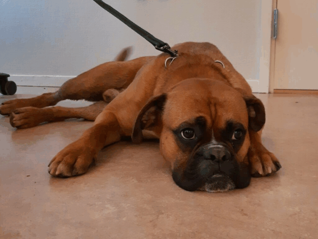 Strækker din hund sig foran dig? Det betyder langt mere, end du tror