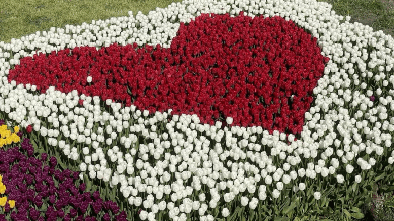 Følelsesmæssig intelligens og kærlighed - hjerte i blomster