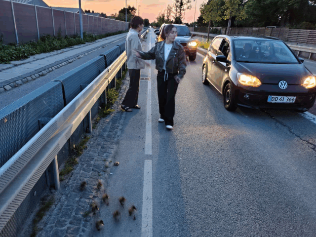 Rørende redningsaktion: Dyrevenner stoppede trafikken for ællinger på afveje