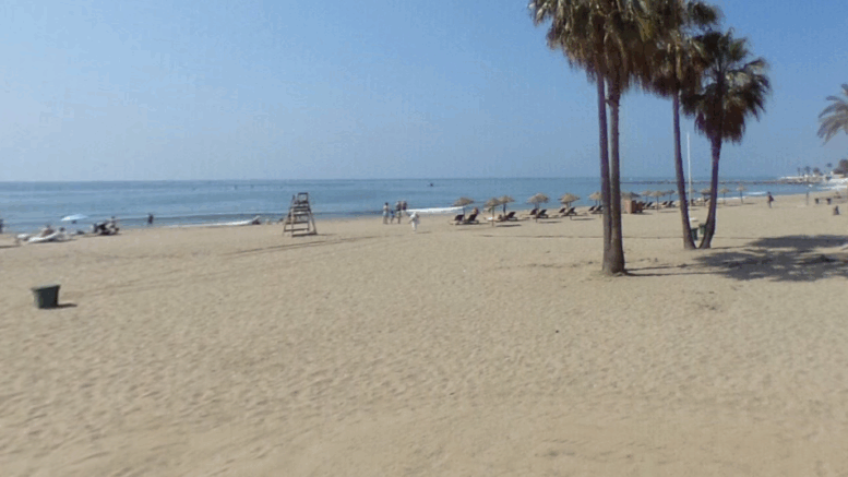 Hvid haj ved strand