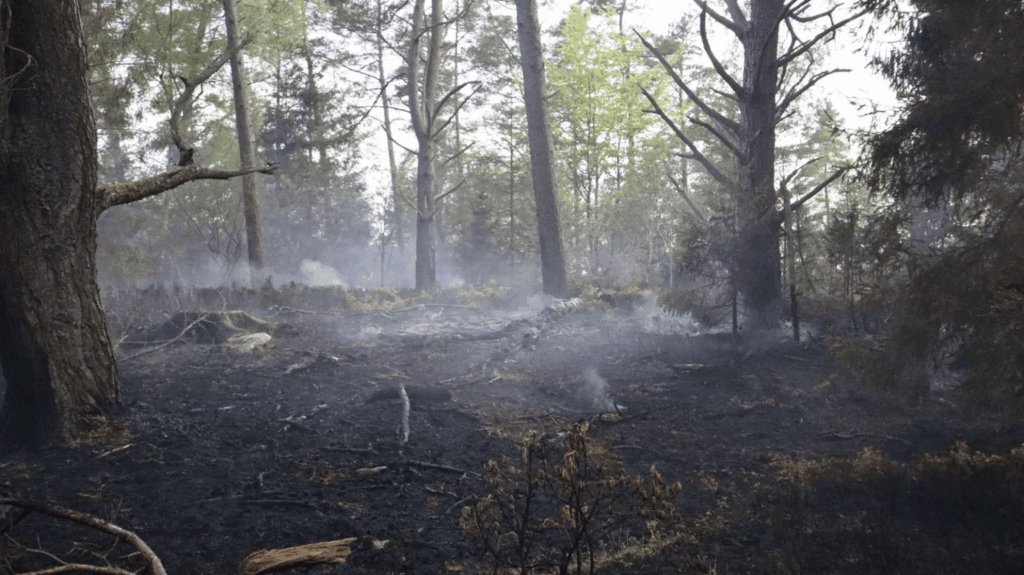 Hedebølge fører til skovbrand