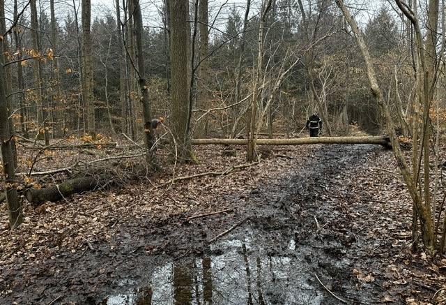Ny dyreart i skov