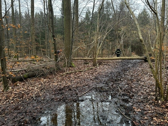 Ny dyreart i skov