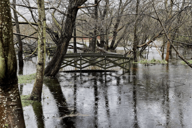 5 ting du bør gøre i haven lige efter regn