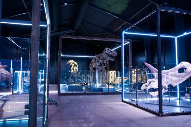Her kan du opleve vaskeægte dinosaurer i Danmark
