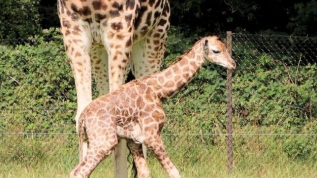 Se det søde billede: Ny girafkalv født i Knuthenborg Safaripark 