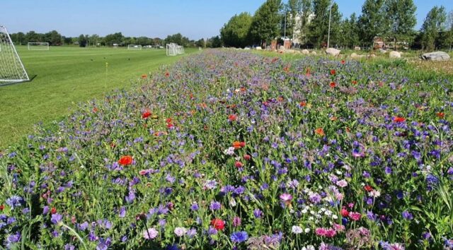 Københavns Kommune vil biodiversitetskrisen til livs!