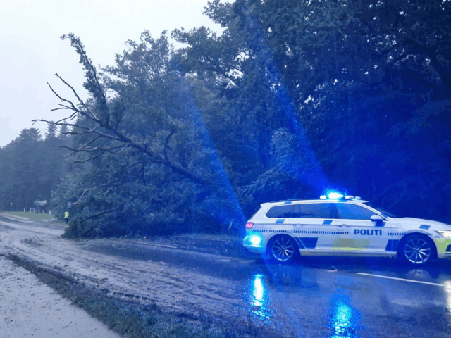 Væltet træ skaber problemer i trafikken