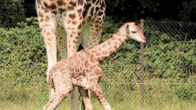 ‘Tragisk’: Girafunge fundet død i dansk zoo