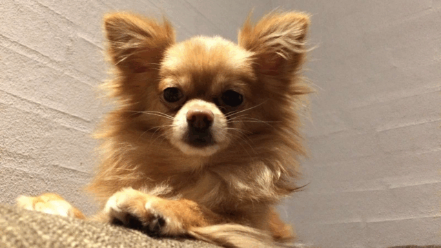 5 ting hunde virkelig ikke bryder sig om
