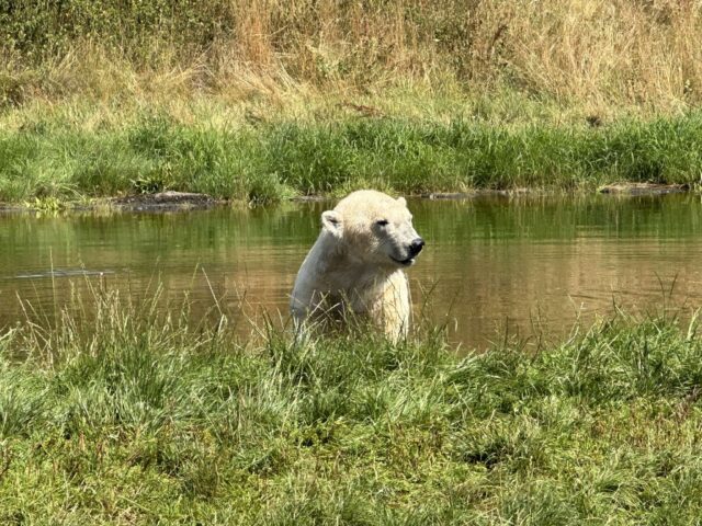 Dansk zoo går verden rundt for at bruge kæledyr som foder