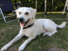 regler for hunde