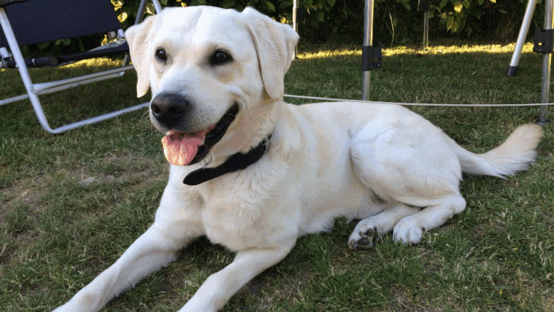 regler for hunde