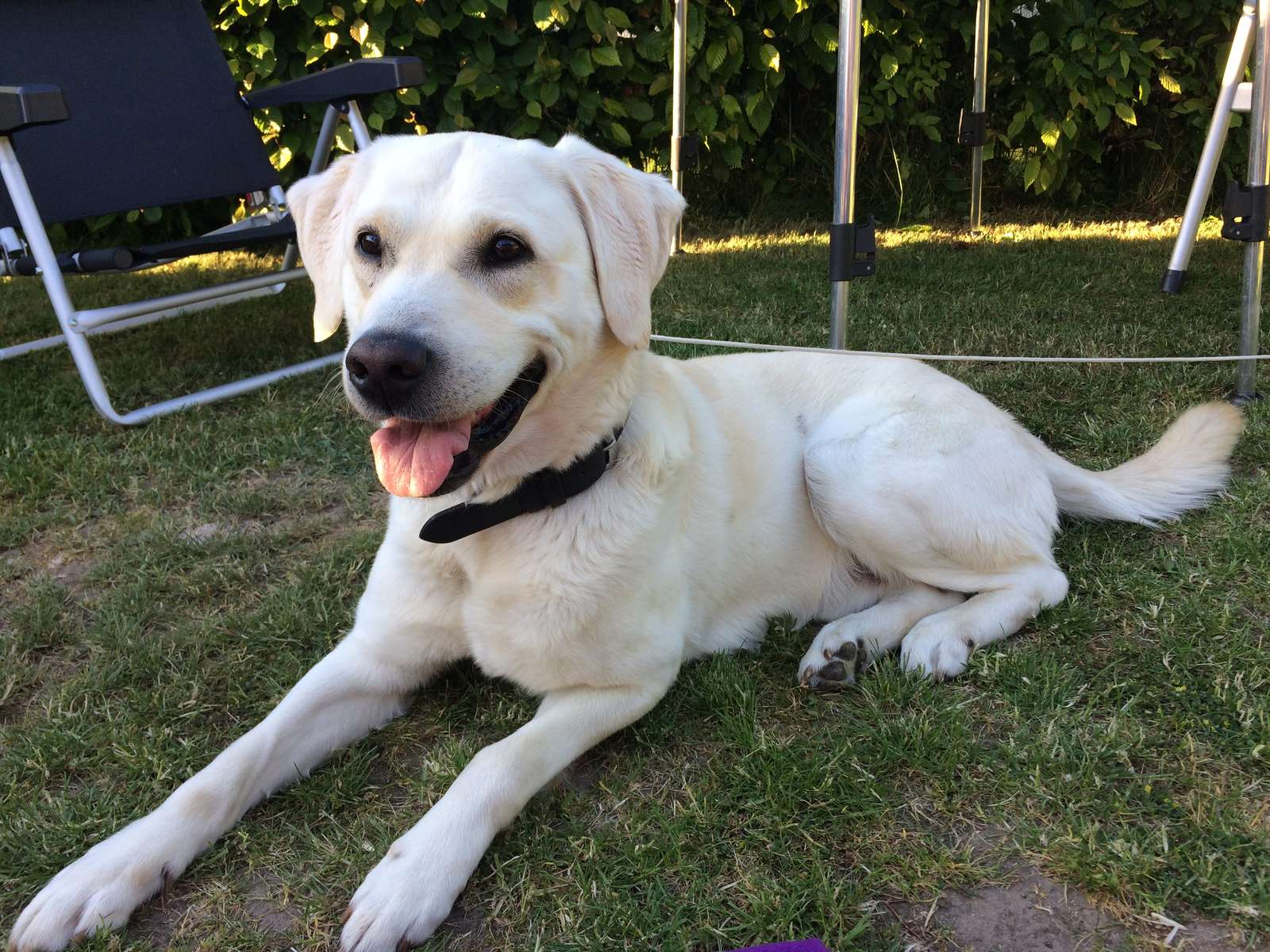 regler for hunde