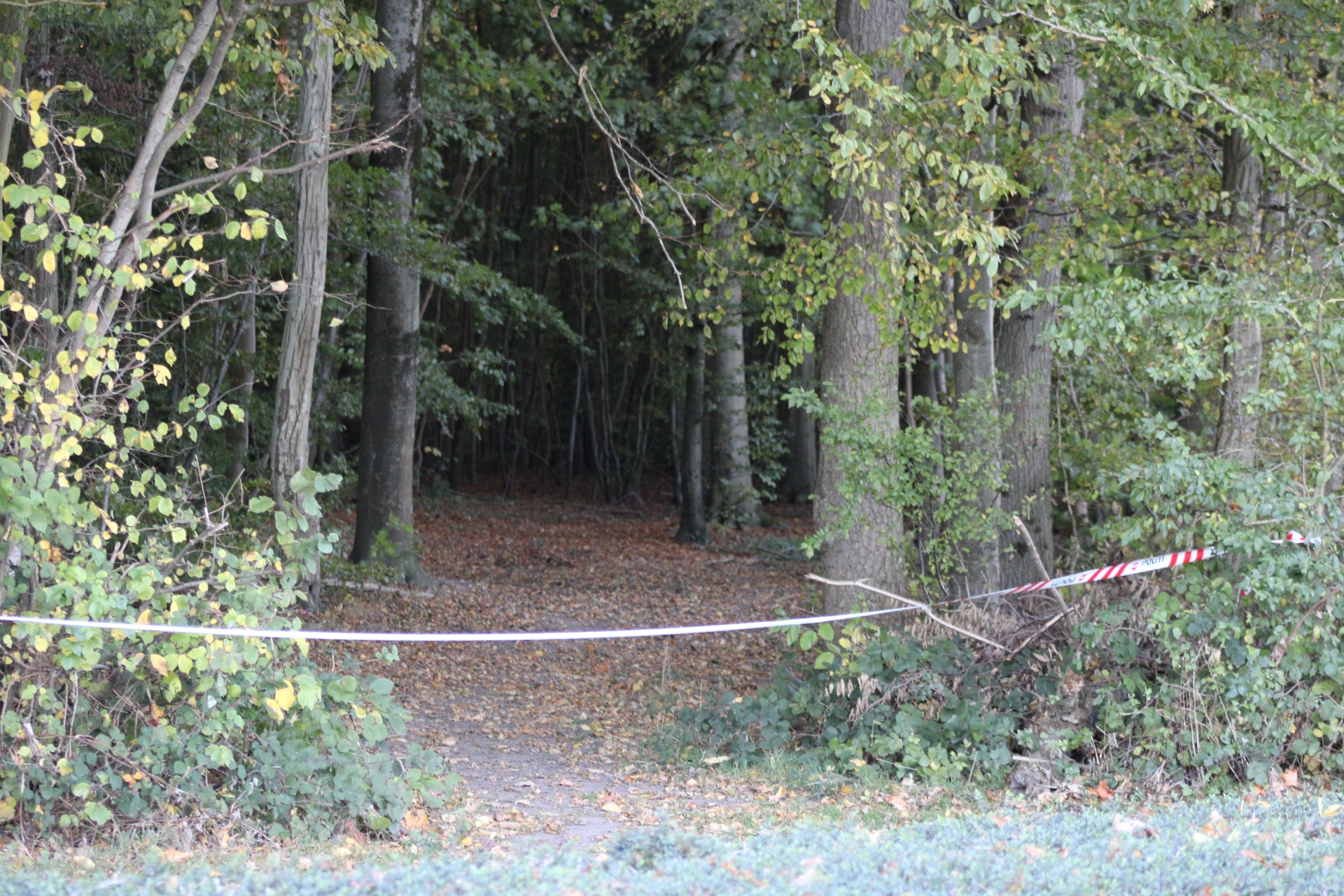 ALT er afspærret: Skelet fra menneske fundet i skovbunden