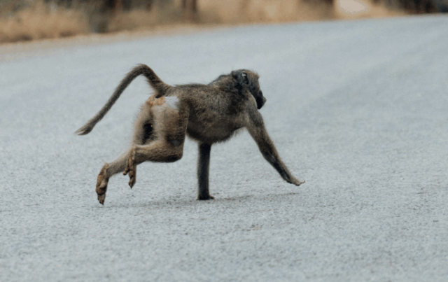 Abe med herpes er stukket af efter uheld