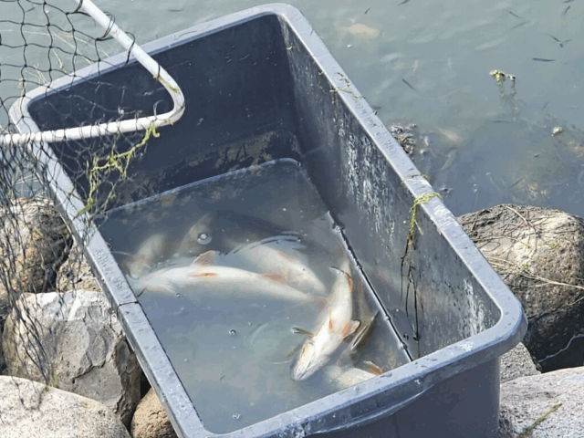 Minister genindfører forbud