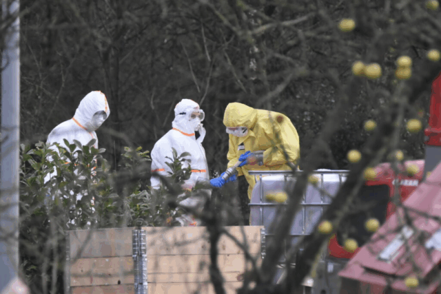 Udbrud af fugleinfluenza i Danmark: 150.000 høns skal aflives