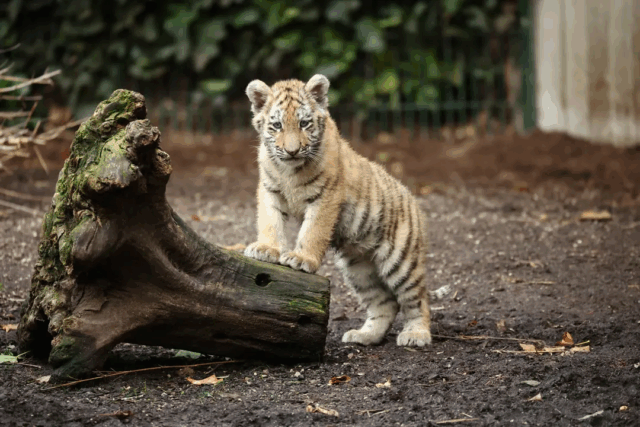 To tigere slippes løs i Københavns Zoo
