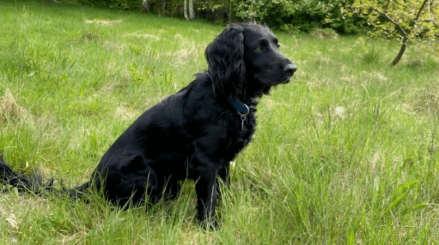Bil med hund stjålet ved Kvickly: ‘Er ikke set siden’