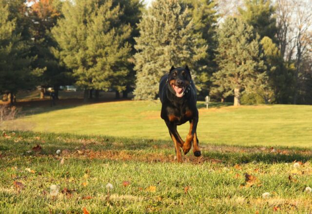 Kæmpe fodboldstjerne modtager dødstrusler: Køber vagthund til 300.000 kroner