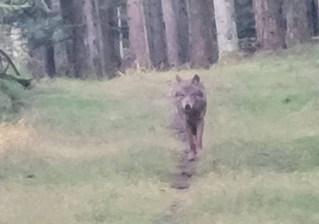 Stor ulve-beslutning på trapperne: Må man skyde dem?