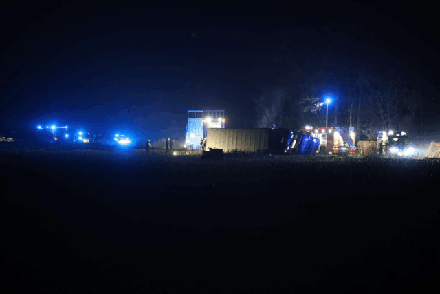 Dyretransport væltet: Meldinger om flere dræbte