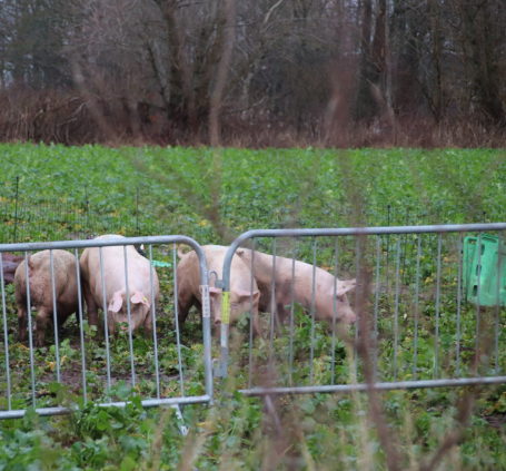 Skandaleborgmester anmeldt otte gange til politiet: Får alligevel kongevalg