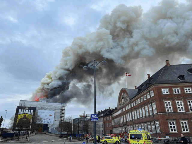 443 svenske fyrretræer skal bruges til at genopbygge Børsen