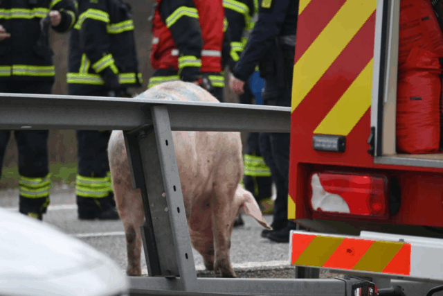 Grisetransport væltet: 200 smågrise aflives